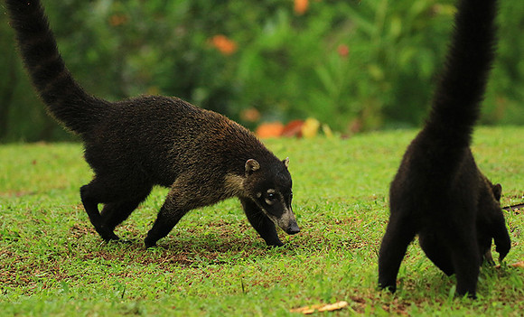 White-nosed coati