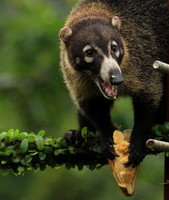 White-nosed coati