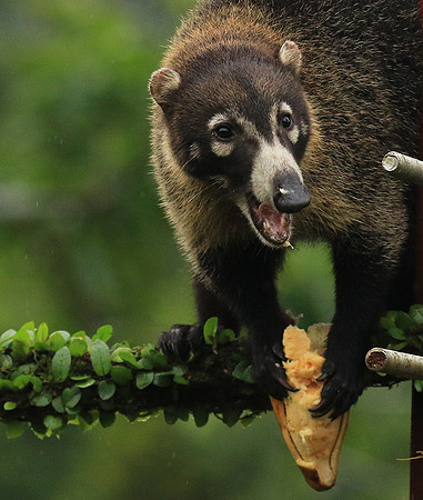White-nosed coati