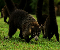 White-nosed coati