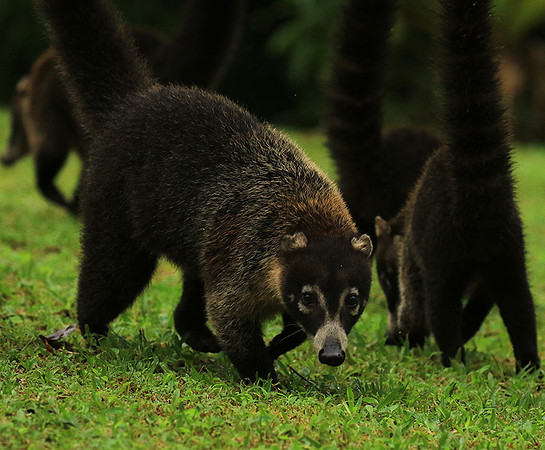 White-nosed coati