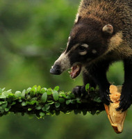 White-nosed coati