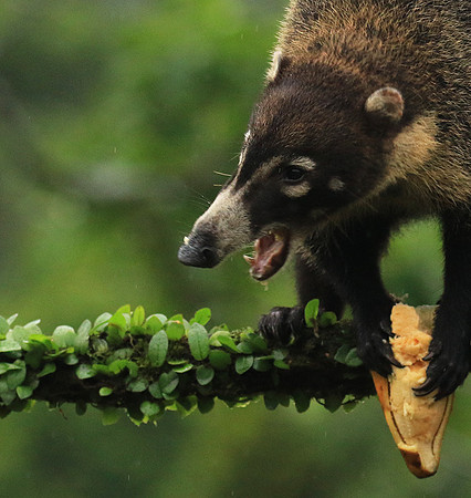 White-nosed coati