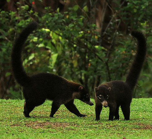 White-nosed coati