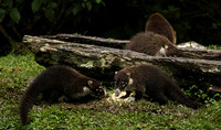 White-nosed coati
