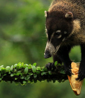 White-nosed coati