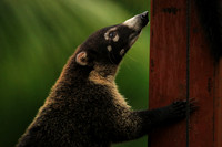White-nosed coati