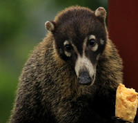 White-nosed coati