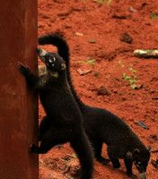 White-nosed coati