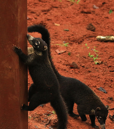 White-nosed coati