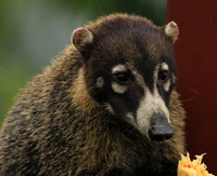 White-nosed coati