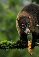 White-nosed coati