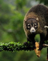 White-nosed coati