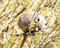 Bush hyrax - Emakoko - Nairobi National Park
