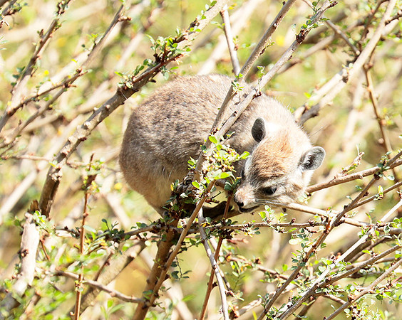 Bush hyrax - Emakoko - Nairobi National Park