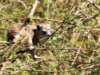 Bush hyrax - Emakoko - Nairobi National Park