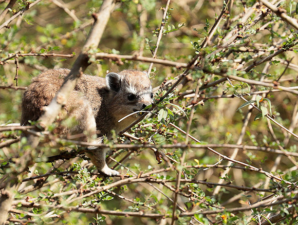 Bush hyrax - Emakoko - Nairobi National Park