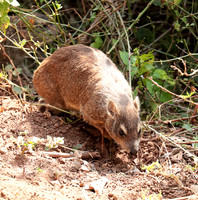 Bush hyrax - Emakoko - Nairobi National Park