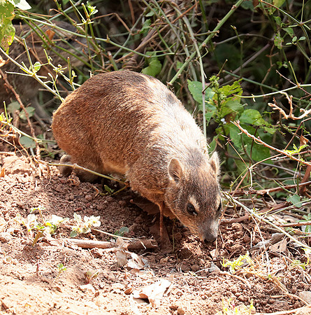 Bush hyrax - Emakoko - Nairobi National Park