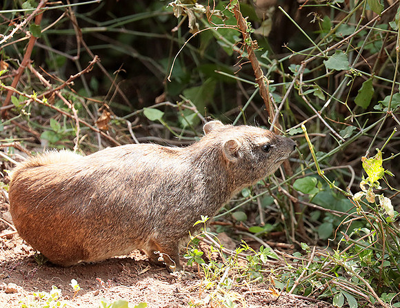 Bush hyrax - Emakoko - Nairobi National Park