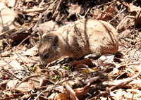 Bush hyrax - Emakoko - Nairobi National Park