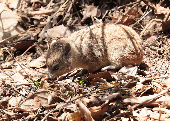 Bush hyrax - Emakoko - Nairobi National Park