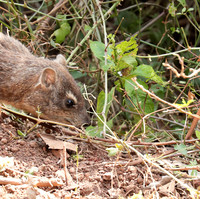 Bush hyrax - Emakoko - Nairobi National Park