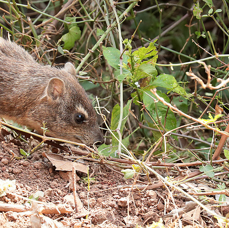 Bush hyrax - Emakoko - Nairobi National Park