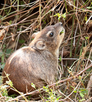 Bush hyrax - Emakoko - Nairobi National Park