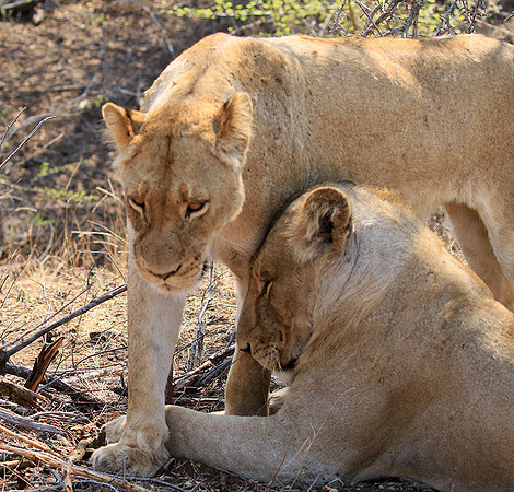 At Kruger NP