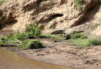 Masaï Mara