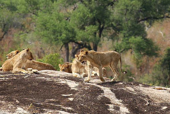 River pride at Mala Mala