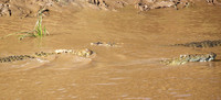 Masaï Mara