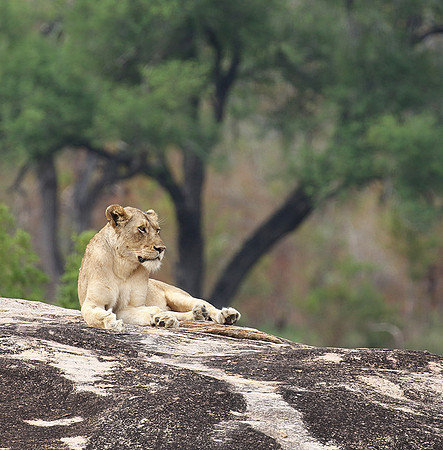 River pride at Mala Mala