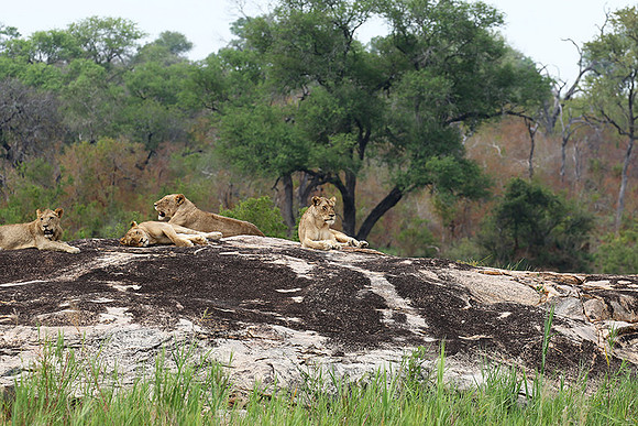 River pride at Mala Mala