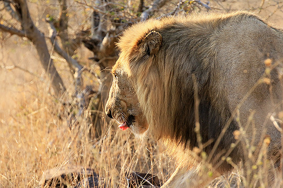 At Kruger NP