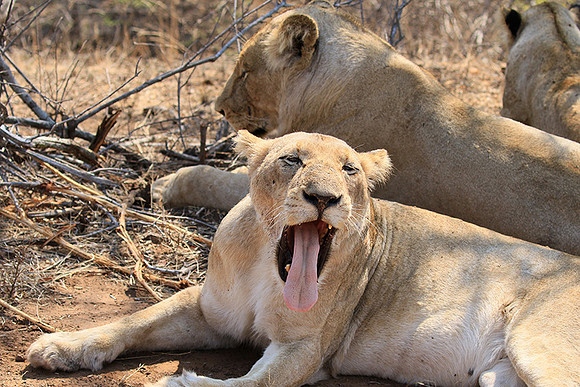 At Kruger NP