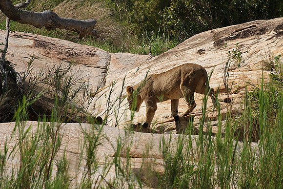 River pride at Mala Mala