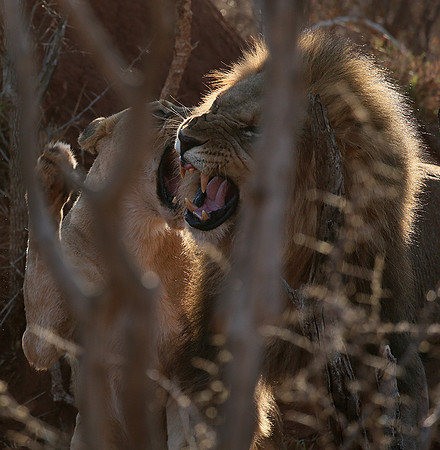 At Madikwe