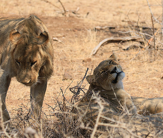 At Kruger NP
