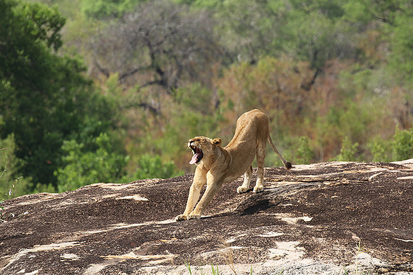 River pride at Mala Mala