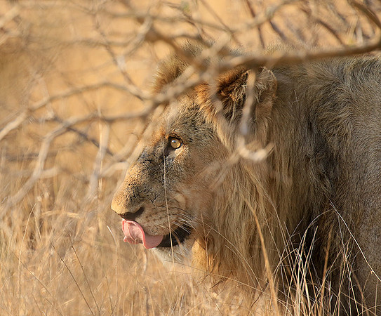 At Kruger NP