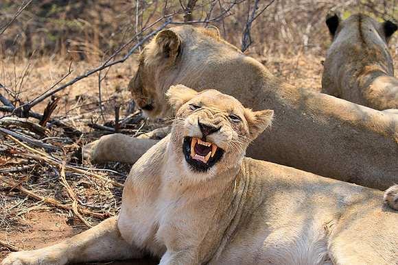 At Kruger NP