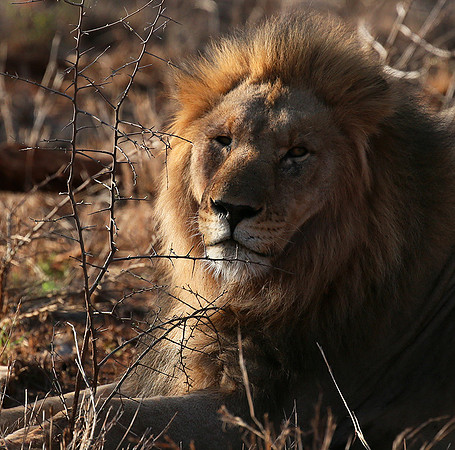 At Madikwe