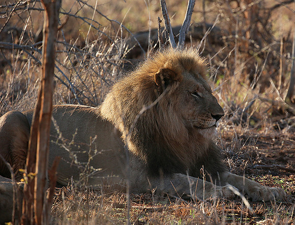 At Madikwe