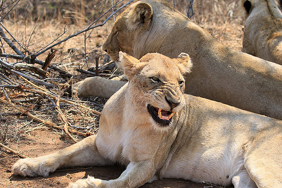 At Kruger NP