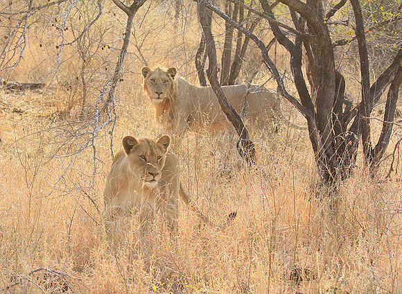 Singita Lebombo