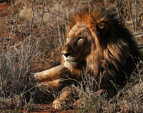 At Madikwe