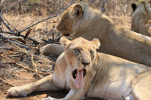 At Kruger NP