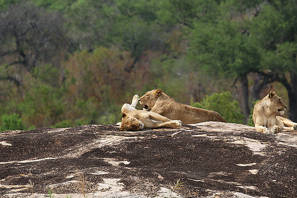 River pride at Mala Mala